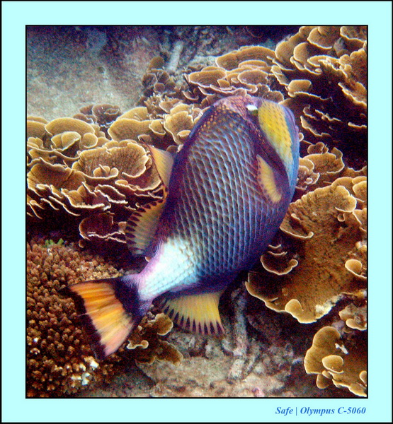 2005 - 08 - Redang  - 193.JPG